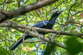 Glossy-mantled Manucode Manucodia ater ater