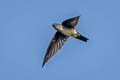 Glossy Swiftlet Collocalia esculenta esculenta