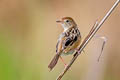 Golden-headed Cisticola Cisticola exilis diminutus (Bright-capped Cisticola)