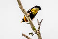 Golden Myna Mino anais anais