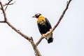 Golden Myna Mino anais anais