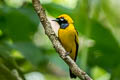 Island Monarch Monarcha cinerascens cinerascens