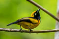 Island Monarch Monarcha cinerascens cinerascens