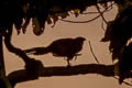 Goliath Coucal Centropus goliath