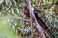 Goliath Coucal Centropus goliath