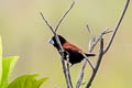 Great-billed Mannikin Lonchura grandis destructa