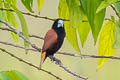 Great-billed Mannikin Lonchura grandis destructa