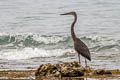 Great-billed Heron Ardea sumatrana