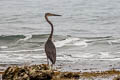 Great-billed Heron Ardea sumatrana