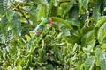 Great-billed Parrot Tanygnathus megalorynchos megalorynchos