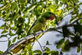 Great-billed Parrot Tanygnathus megalorynchos megalorynchos