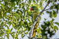 Great-billed Parrot Tanygnathus megalorynchos megalorynchos