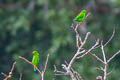 Great Hanging Parrot Loriculus stigmatus stigmatus