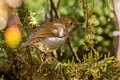 Greater Ground Robin Amalocichla sclateriana occidentalis