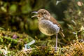 Greater Ground Robin Amalocichla sclateriana occidentalis