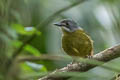 Green-backed Robin Pachycephalopsis hattamensis hattamensis