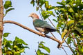 Green Imperial Pigeon Ducula aenea paulina