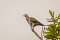 Green Imperial Pigeon Ducula aenea paulina