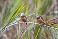 Grey-banded Mannikin Lonchura vana