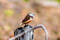 Grey-banded Mannikin Lonchura vana
