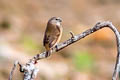 Grey-banded Mannikin Lonchura vana