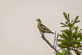 Grey-cheeked Green Pigeon Treron griseicauda wallacei