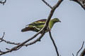 Grey-cheeked Green Pigeon Treron griseicauda wallacei