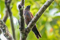 Grey-headed Cuckooshrike Edolisoma schisticeps reichenowi
