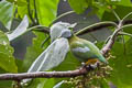 Grey-headed Fruit Dove Ptilinopus hyogastrus