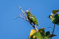 Grey-headed Fruit Dove Ptilinopus hyogastrus