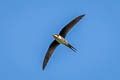 Grey-rumped Treeswift Hemiprocne longipennis wallacii