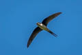 Grey-rumped Treeswift Hemiprocne longipennis wallacii