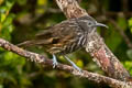 Grey-streaked Honeyeater Ptiloprora perstriata