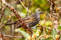 Grey-streaked Honeyeater Ptiloprora perstriata