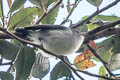 Grey Thornbill Acanthiza cinerea