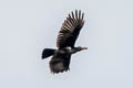 Grey Crow Corvus tristis (Bare-eyed Crow)