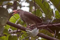 Grey Crow Corvus tristis (Bare-eyed Crow)