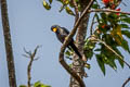 Grosbeak Starling Scissirostrum dubium