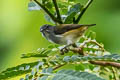 Halmahera Flowerpecker Dicaeum schistaceiceps