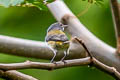 Halmahera Flowerpecker Dicaeum schistaceiceps