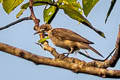 Helmeted Friarbird Philemon buceroides jobiensis