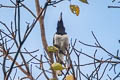 Hooded Butcherbird Cracticus cassicus cassicus