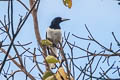 Hooded Butcherbird Cracticus cassicus cassicus