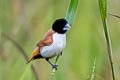Hooded Mannikin Lonchura spectabilis mayri