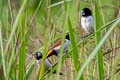Hooded Mannikin Lonchura spectabilis mayri