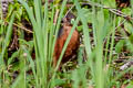 Isabelline Bush-hen Amaurornis isabellina