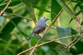 Island Monarch Monarcha cinerascens cinerascens