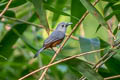 Island Monarch Monarcha cinerascens cinerascens