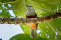 Island Monarch Monarcha cinerascens cinerascens