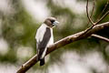 Ivory-backed Woodswallow Artamus monachus